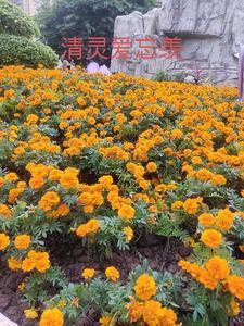 清灵爱忘羡动漫番外篇