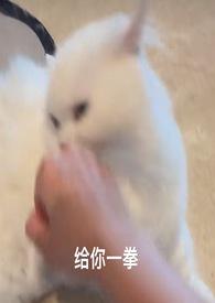 喵喵1v1多菜少粉