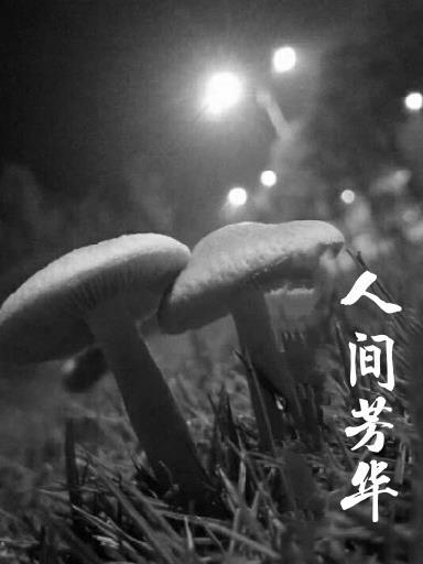 芳华绝代是什么意思